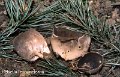 Dissingia leucomelaena-amf889-1